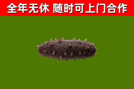 古交市烟酒回收干海参.jpg